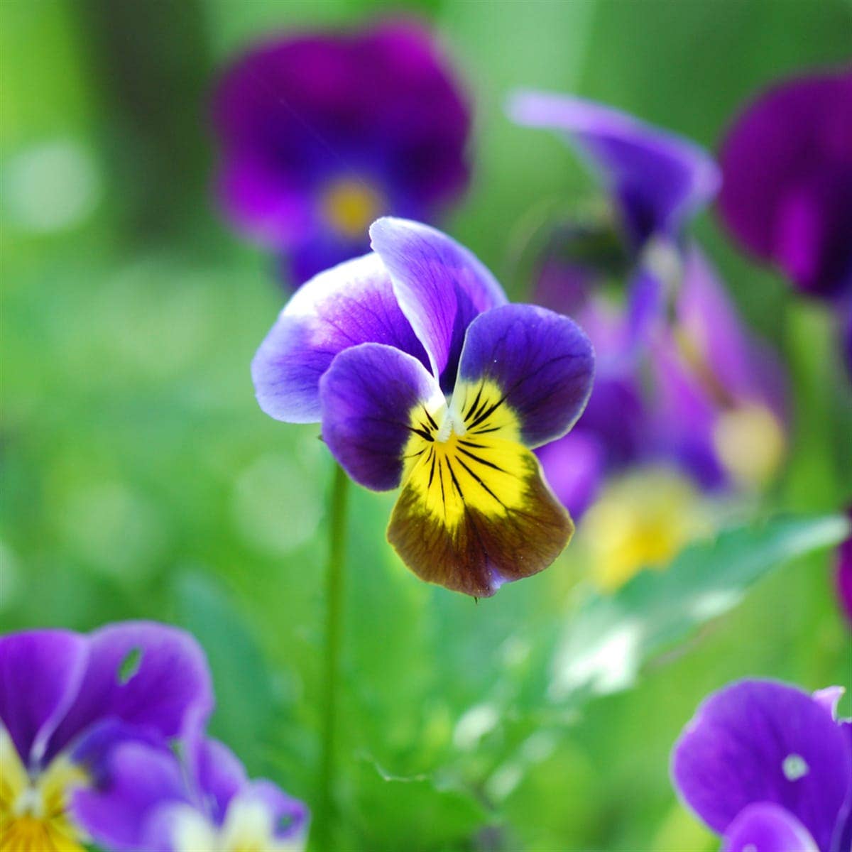 Bouquet of Love - Pansy Seed Bag