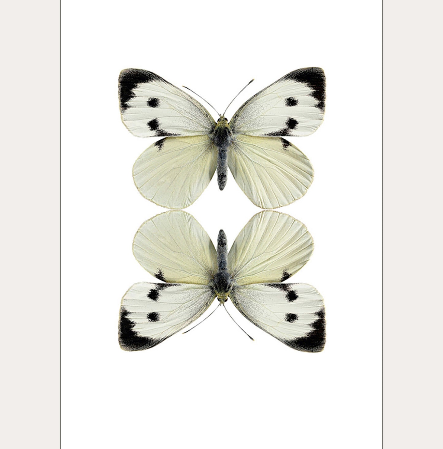 Macro Photography Greeting Card with Envelope Two White Butterflies - Unik by Nature