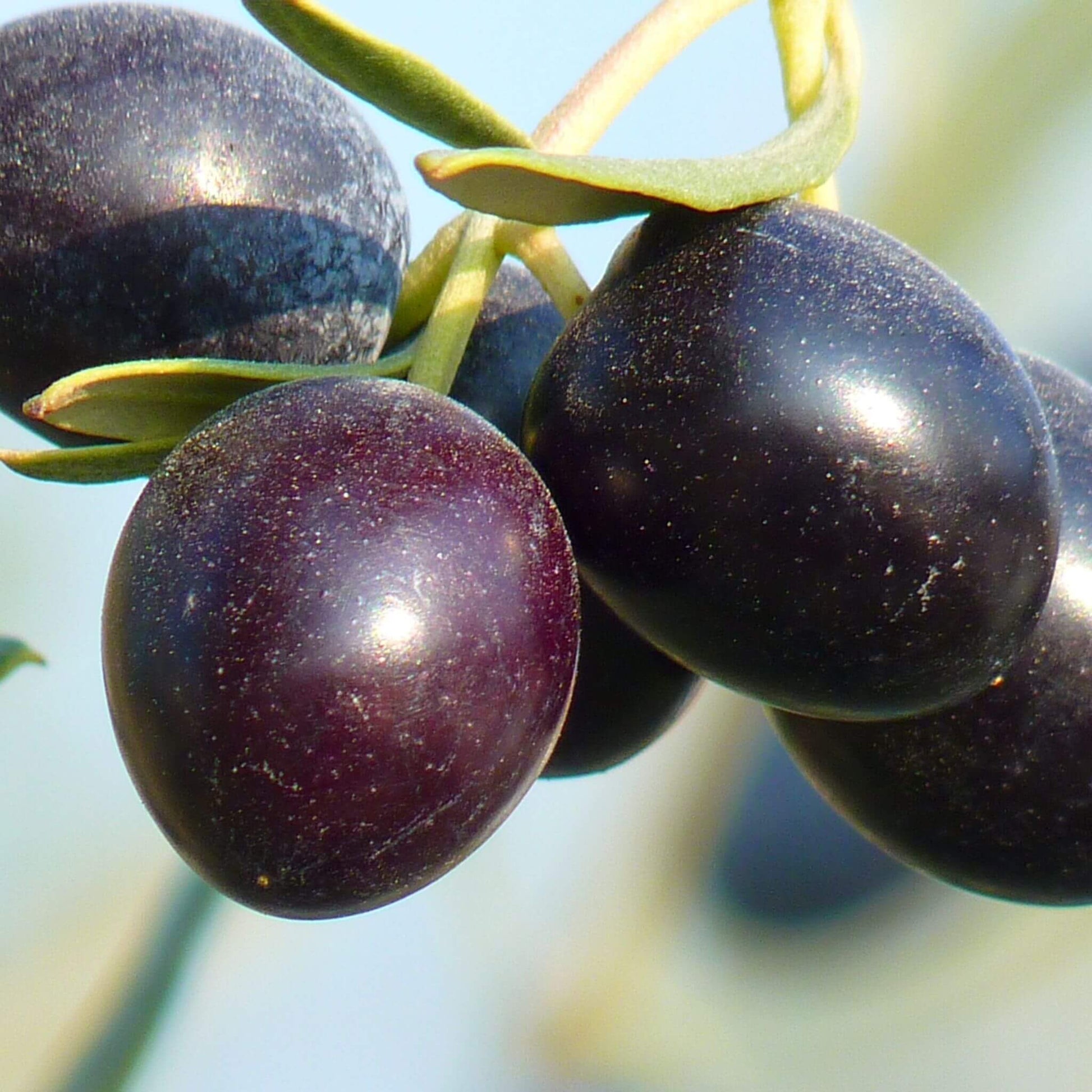 Kalamata Olives Whole - Unik by Nature