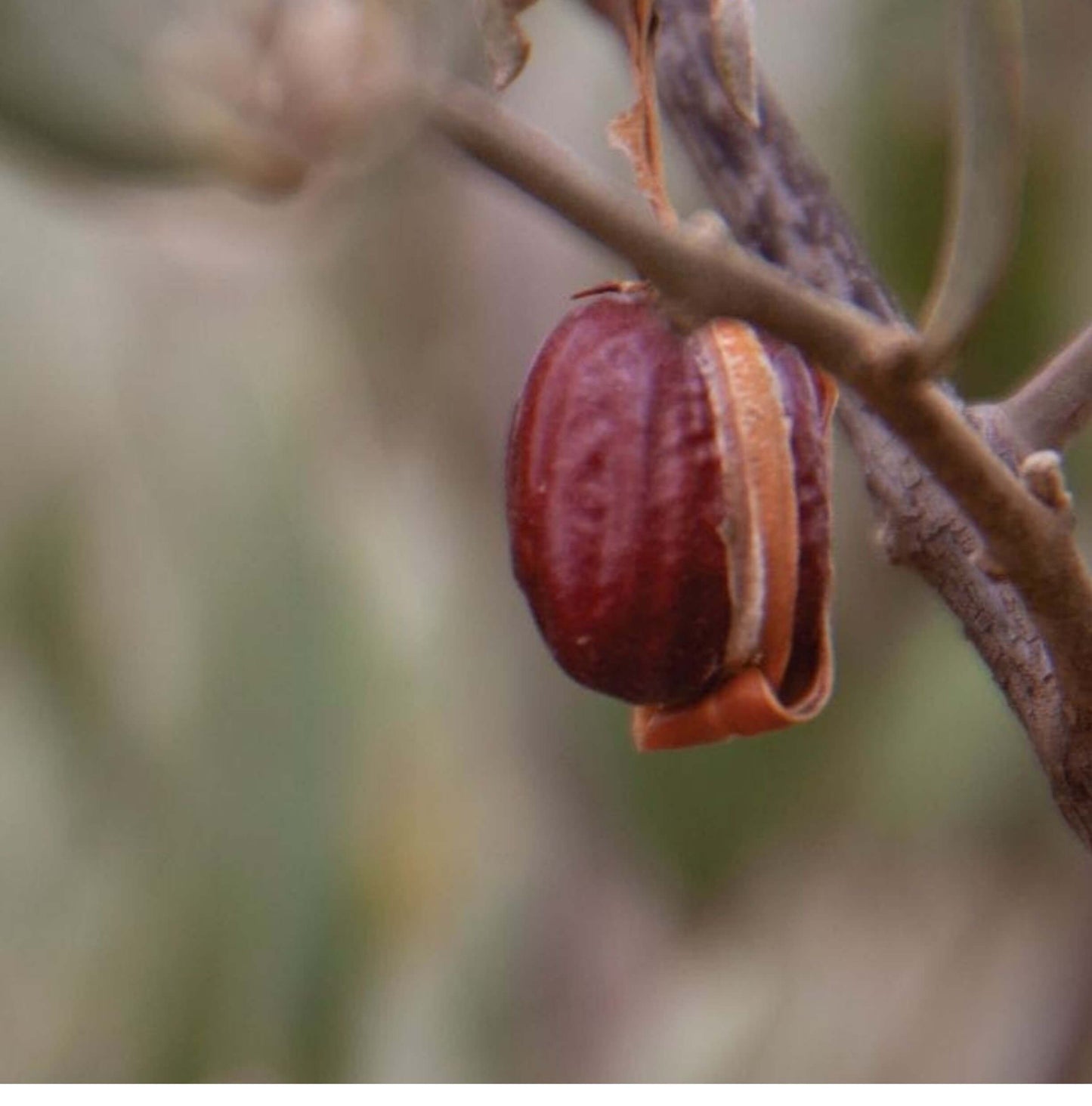 Jojoba pure organic oil - nourishing, softening and sebum regulating properties - Unik by Nature