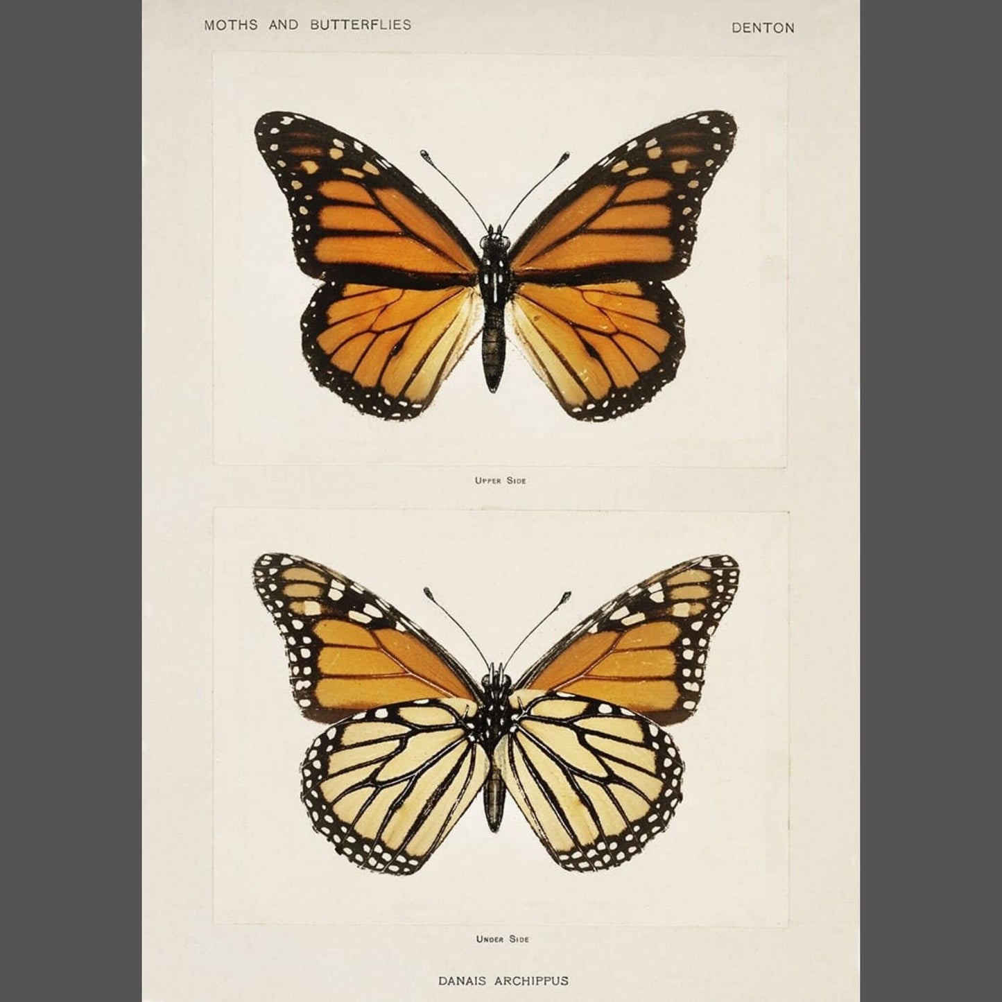 No.08 Poster Vintage orange butterflies 50x70 - Unik by Nature