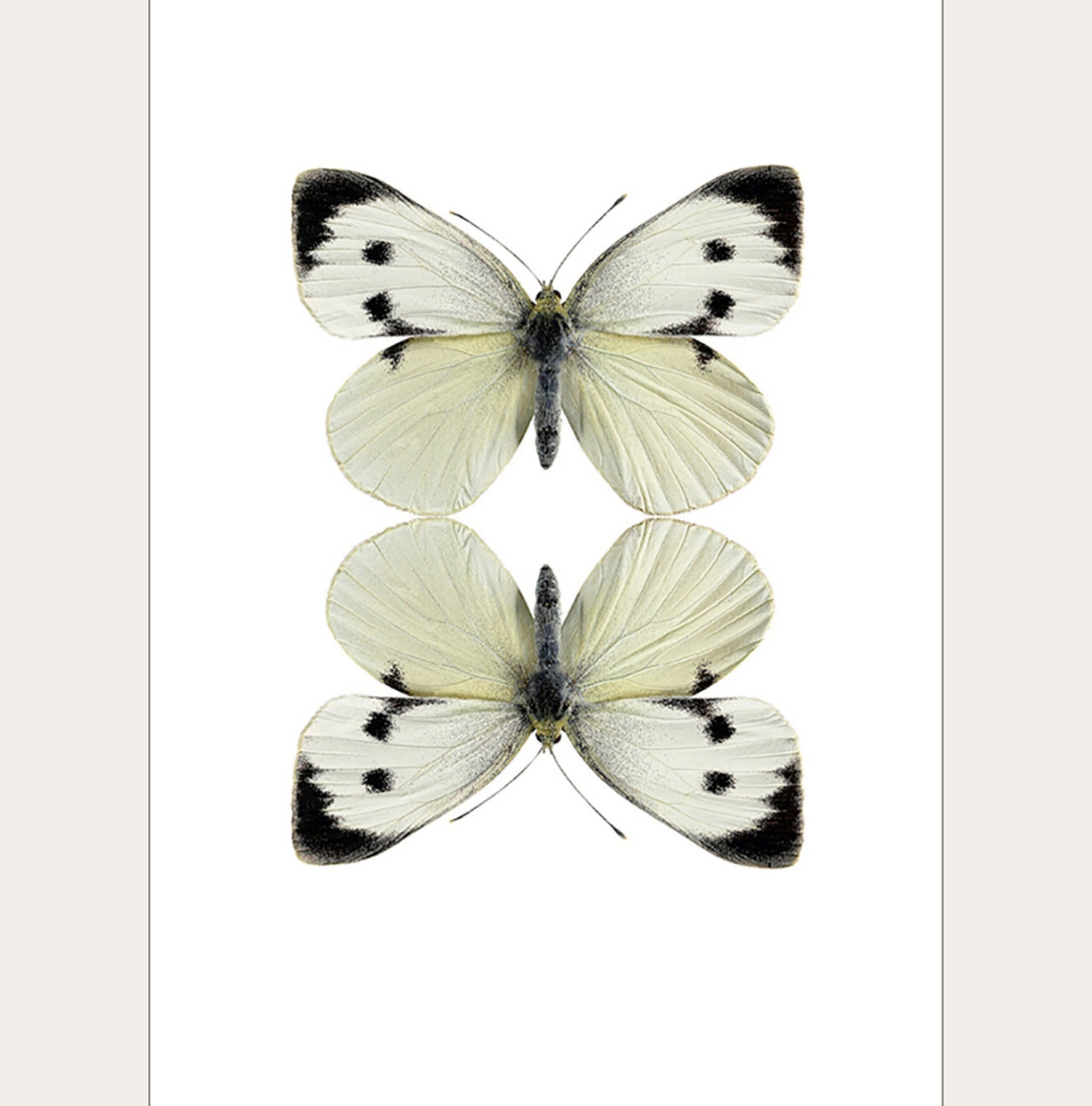 Macro Photography Greeting Card with Envelope Two White Butterflies - Unik by Nature