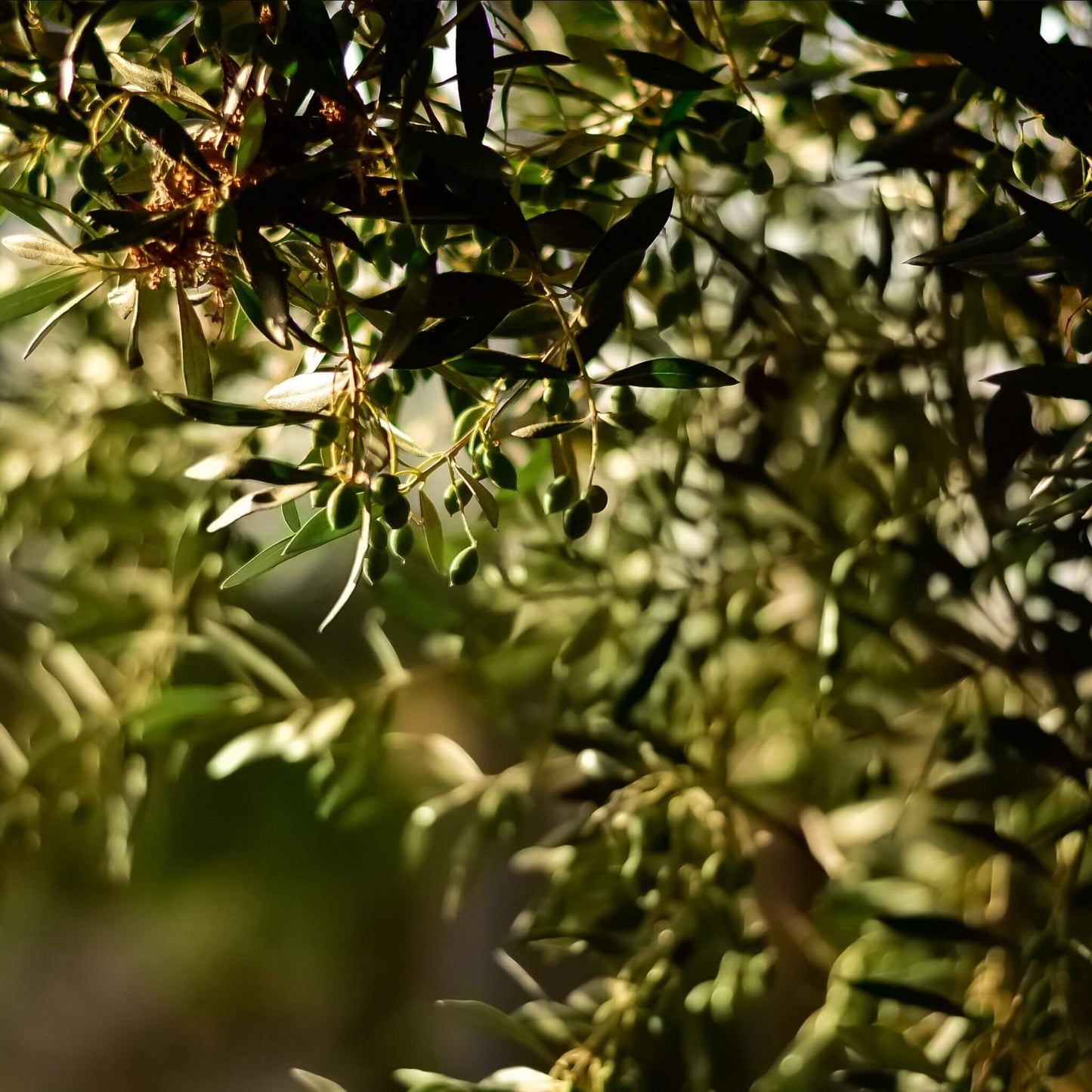 Kalamata Olives Whole - Unik by Nature
