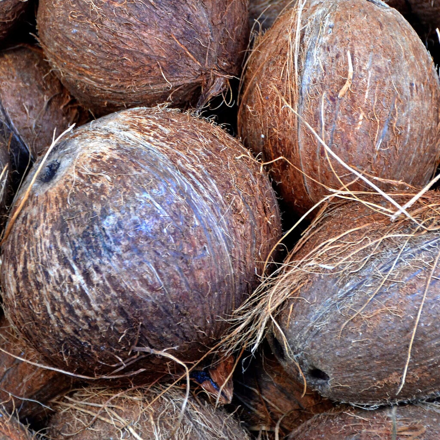 Organic Coconut Milk Shampoo + Avocado for Dry Hair - Unik by Nature
