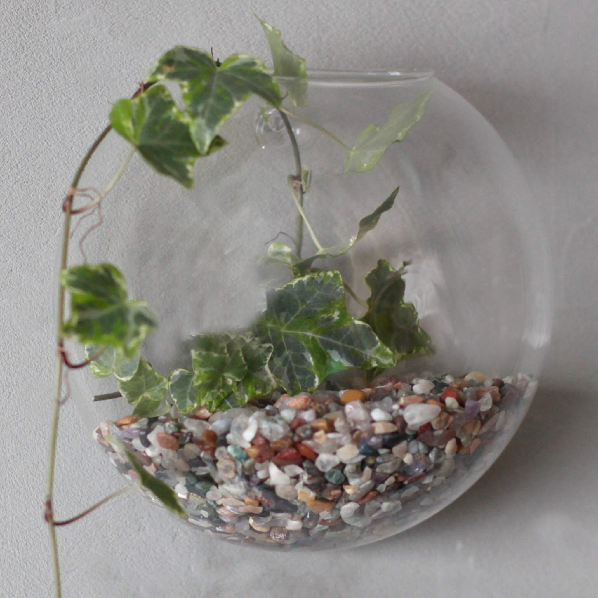 All clearance glass terrarium