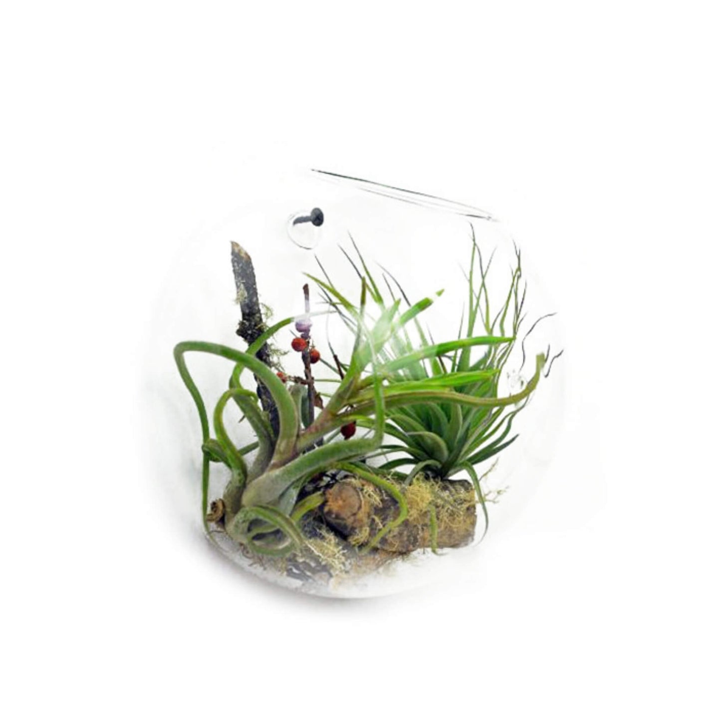 Glass Terrarium - wall hanging vase - Unik by Nature