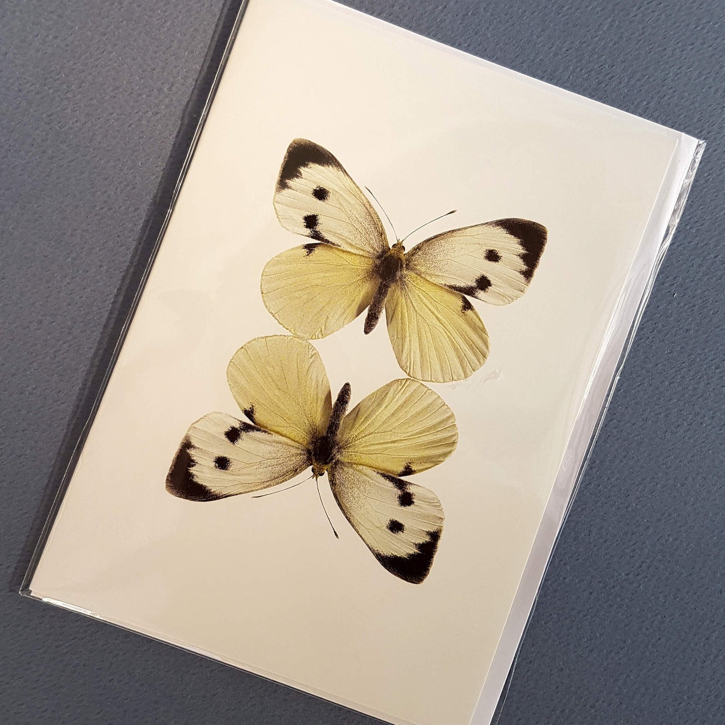 Macro Photography Greeting Card with Envelope Two White Butterflies - Unik by Nature